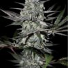 Kindway Farms – Jimbo Kush Strain – Fem Photo 5 Pack - Image 2