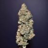 Kindway Farms – Jimbo Kush Strain – Fem Photo 5 Pack - Image 3