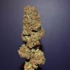 Kindway Farms – Jimbo Kush Strain – Fem Photo 5 Pack - Image 4