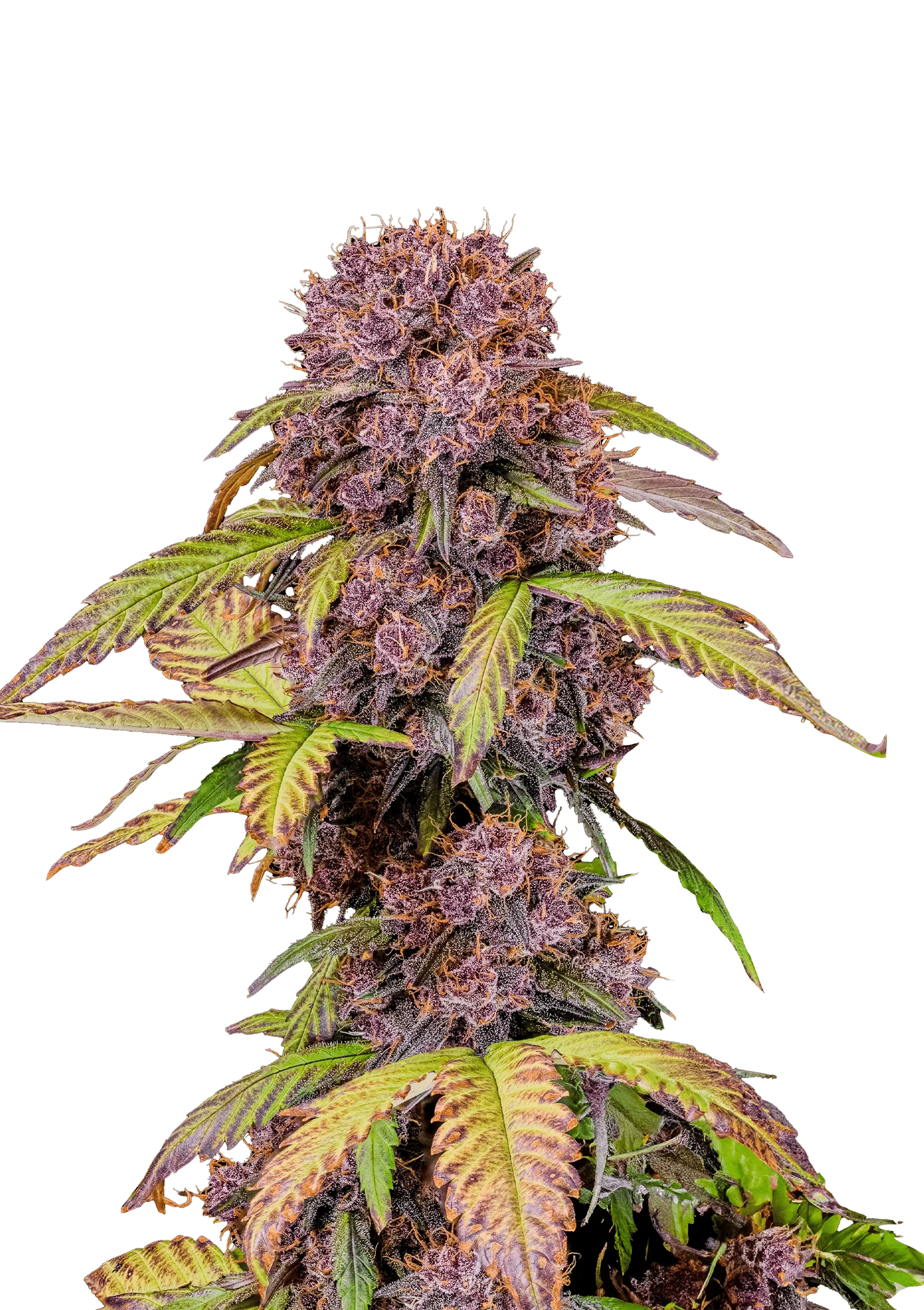 Lemon Cherry Cookies Auto | Fast Buds | FEM Autoflower Seeds