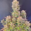 Fast Buds – Lemon Cherry Cookies Strain – Auto Fem - Image 3