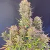 Lemon Cherry Cookies Auto2