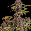 Fast Buds – Lemon Cherry Cookies Strain – Auto Fem - Image 4