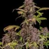 Lemon Cherry Cookies Auto3