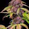 Fast Buds – Lemon Cherry Cookies Strain – Auto Fem - Image 5