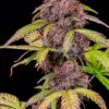 Lemon Cherry Cookies Auto4
