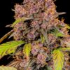 Fast Buds – Lemon Cherry Cookies Strain – Auto Fem - Image 6