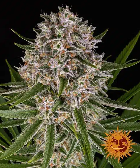 Lemon Haze Auto | Barney's Farm | FEM Autoflower Seeds