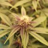 Annunaki Genetics – Liter O' Cola Strain – Reg Photo - Image 2