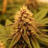 Annunaki Genetics – Liter O' Cola Strain – Reg Photo - Image 3