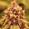 Annunaki Genetics – Liter O' Cola Strain – Reg Photo - Image 4