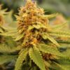 Annunaki Genetics – Liter O' Cola Strain – Reg Photo - Image 5