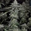 Kindway Farms – Love Whip Strain – Fem Photo 5 Pack - Image 3