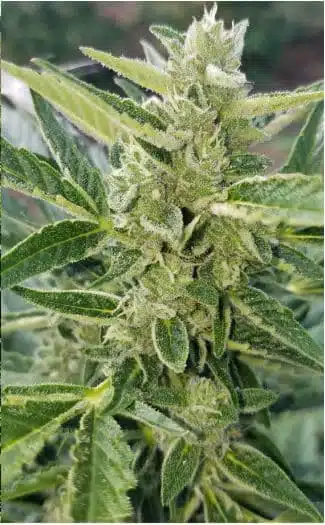LSD XL Auto | Goat Genetics | FEM Autoflower Seeds