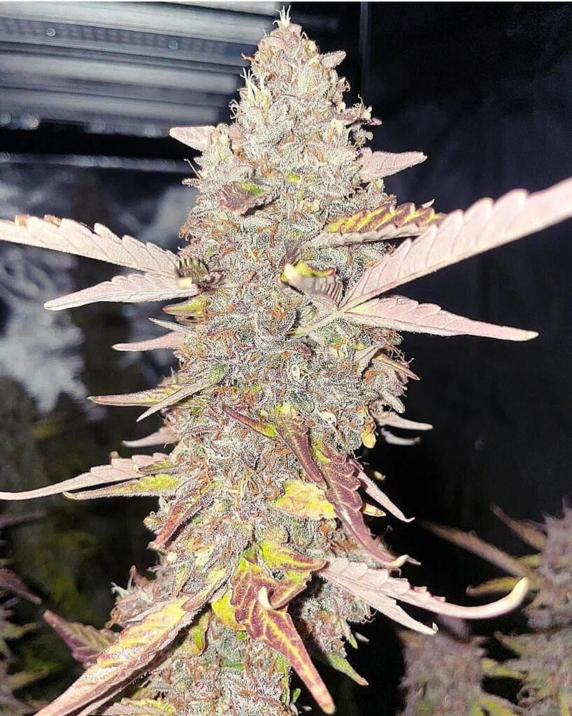 Midnight Wedding Auto | Goat Genetics | FEM Autoflower Seeds