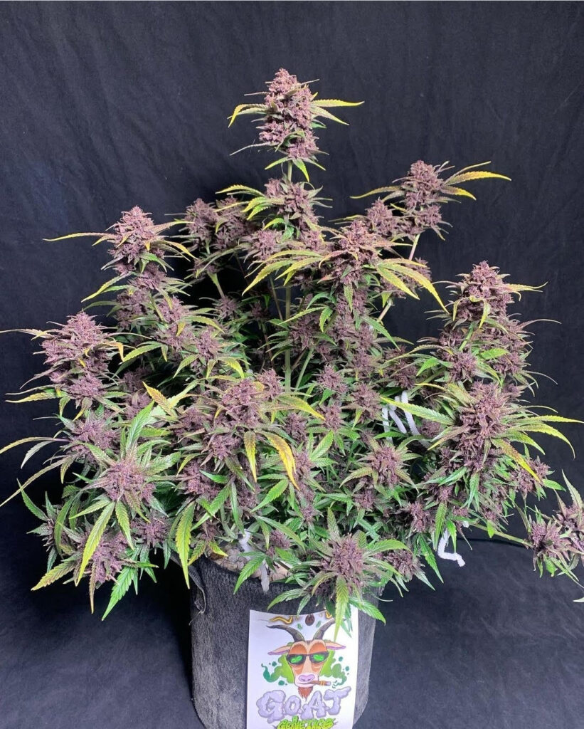 Midnight Auto | Goat Genetics | FEM Autoflower Seeds