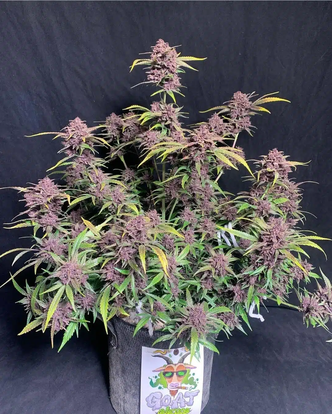 Midnight Auto | Goat Genetics | FEM Autoflower Seeds