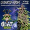 Goat Genetics ? Midnight Auto Strain ? Auto Fem 5 pack - Image 4
