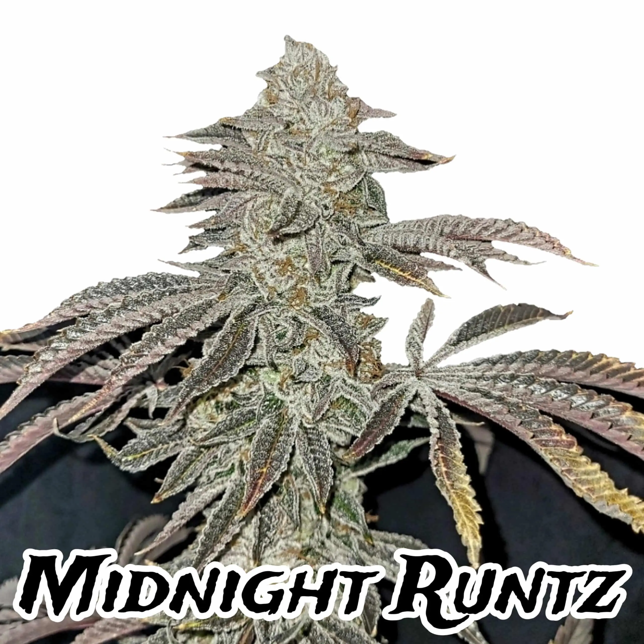 Midnight Runtz | Goat Genetics | FEM Fast Photoperiod Seeds