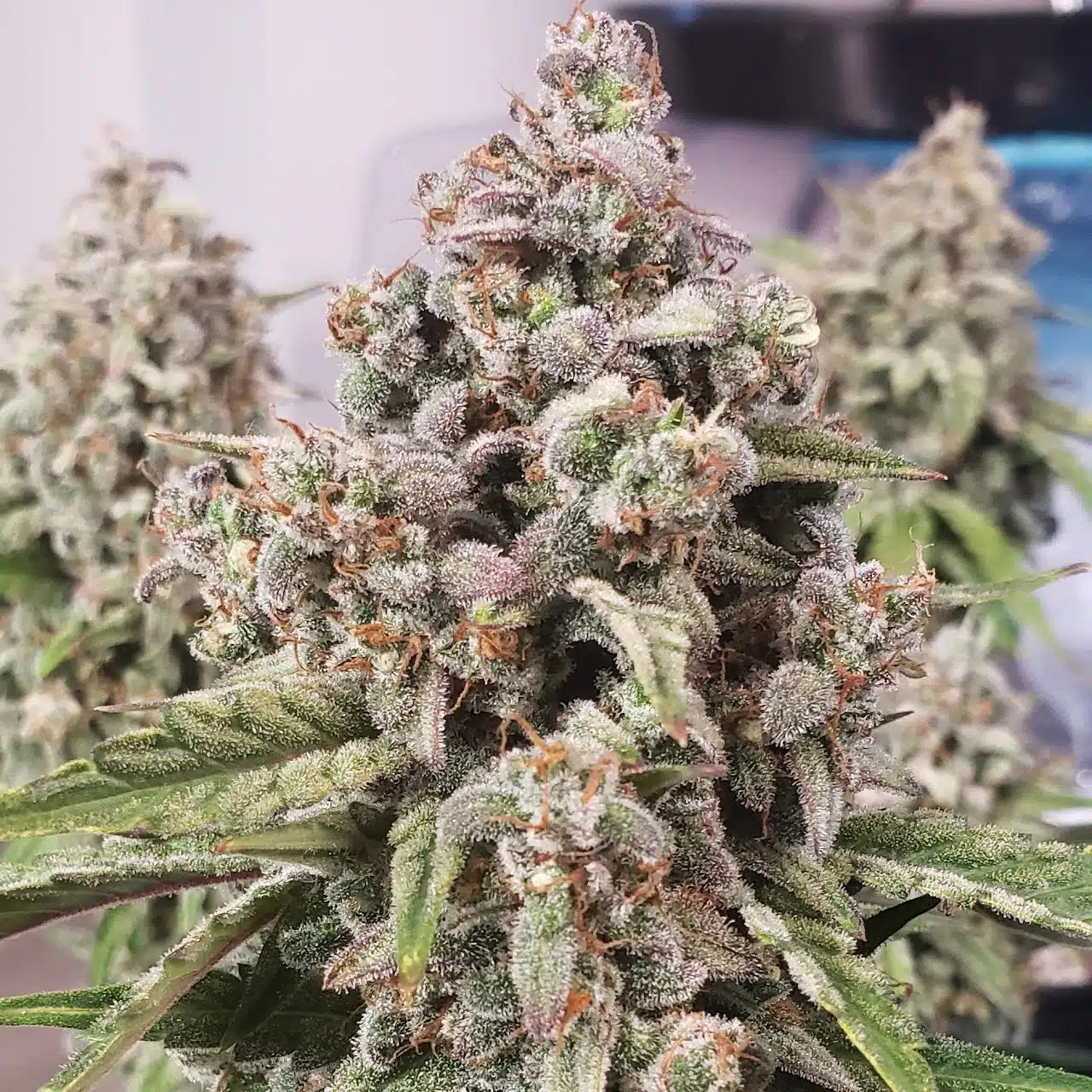 Moby Wan Chemoby Auto | Butter Bean Birdseed | FEM Autoflower Seeds