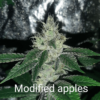 Spaceman Seed Co – BOGO Modified Apples Strain – Fem Photo – 7 Pack - Image 2