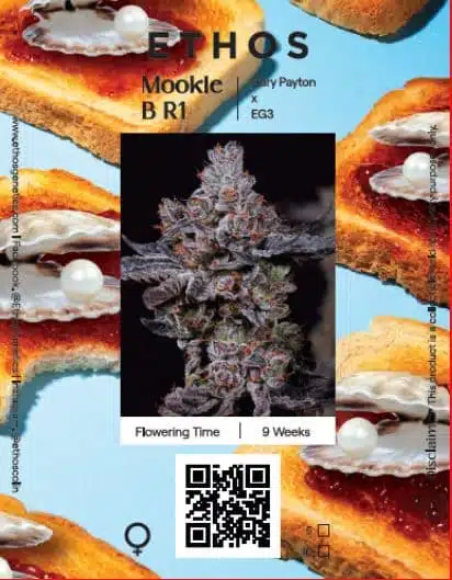 Mookie B R1 | Ethos Genetics | FEM Photoperiod Seeds