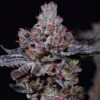 Ethos Genetics – Mookie B R1 Strain – Fem Photo - Image 2