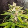 Hooligan Farming Supplies – Moon Cheese Strain – Fem Auto 3+2 Pack - Image 4