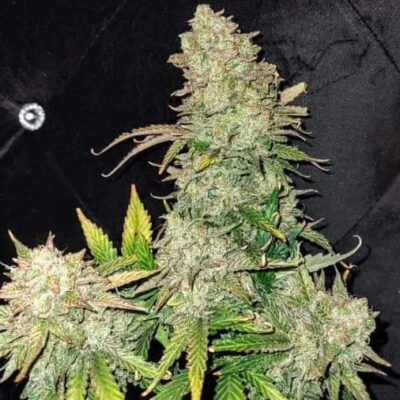 Hooligan Farming Supplies – Moon Stomper F2 Strain – Fem Auto 3+2 Pack - Image 2