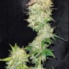 Hooligan Farming Supplies – Moon Stomper F2 Strain – Fem Auto 3+2 Pack - Image 3