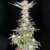 B-GREEN GENETICS - MZ. POISONEZZ STRAIN - FEM PHOTO - 10 PACK - Image 2