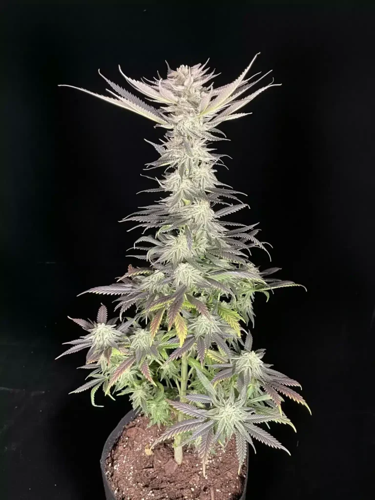 B-GREEN GENETICS - MZ. POISONEZZ STRAIN - FEM PHOTO - 10 PACK
