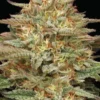 Orange Creampop1