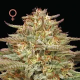 Orange Creampop1