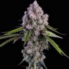 Ethos Genetics – Pepe Silvia R1 Strain – Fem Photo - Image 2