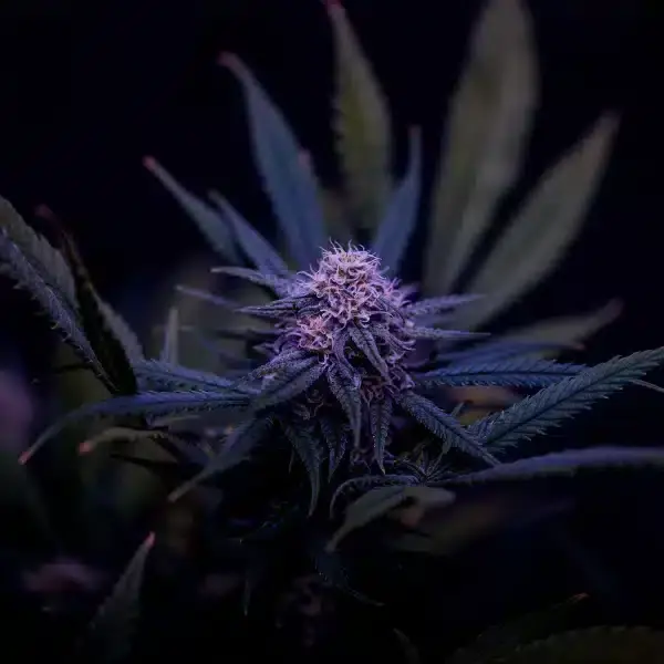 Supernatural Seeds – Pink Lemon Punch Strain – Fem Photo