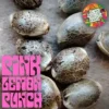 Supernatural Seeds – Pink Lemon Punch Strain – Fem Photo - Image 3