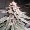 Annunaki Genetics – Prism Strain – Reg Photo - Image 2