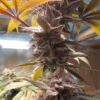 Annunaki Genetics – Prism Strain – Reg Photo - Image 3