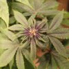 Annunaki Genetics – Purple Smooth Leaf Strain – Reg Photo - Image 2