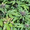 Annunaki Genetics – Purple Smooth Leaf Strain – Reg Photo - Image 3