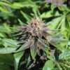 Annunaki Genetics – Purple Smooth Leaf Strain – Reg Photo - Image 4