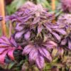 Annunaki Genetics – Purple Pineapple Express S1 Strain – Fem Photo - Image 2