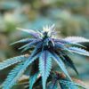 Annunaki Genetics – Purple Pineapple Express S1 Strain – Fem Photo - Image 3