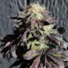 Annunaki Genetics – Purple Pineapple Express S1 Strain – Fem Photo - Image 4