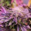 Annunaki Genetics – Purple Pineapple Express S1 Strain – Fem Photo - Image 5