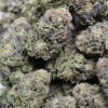 Annunaki Genetics – Purple Pineapple Express S1 Strain – Fem Photo - Image 6