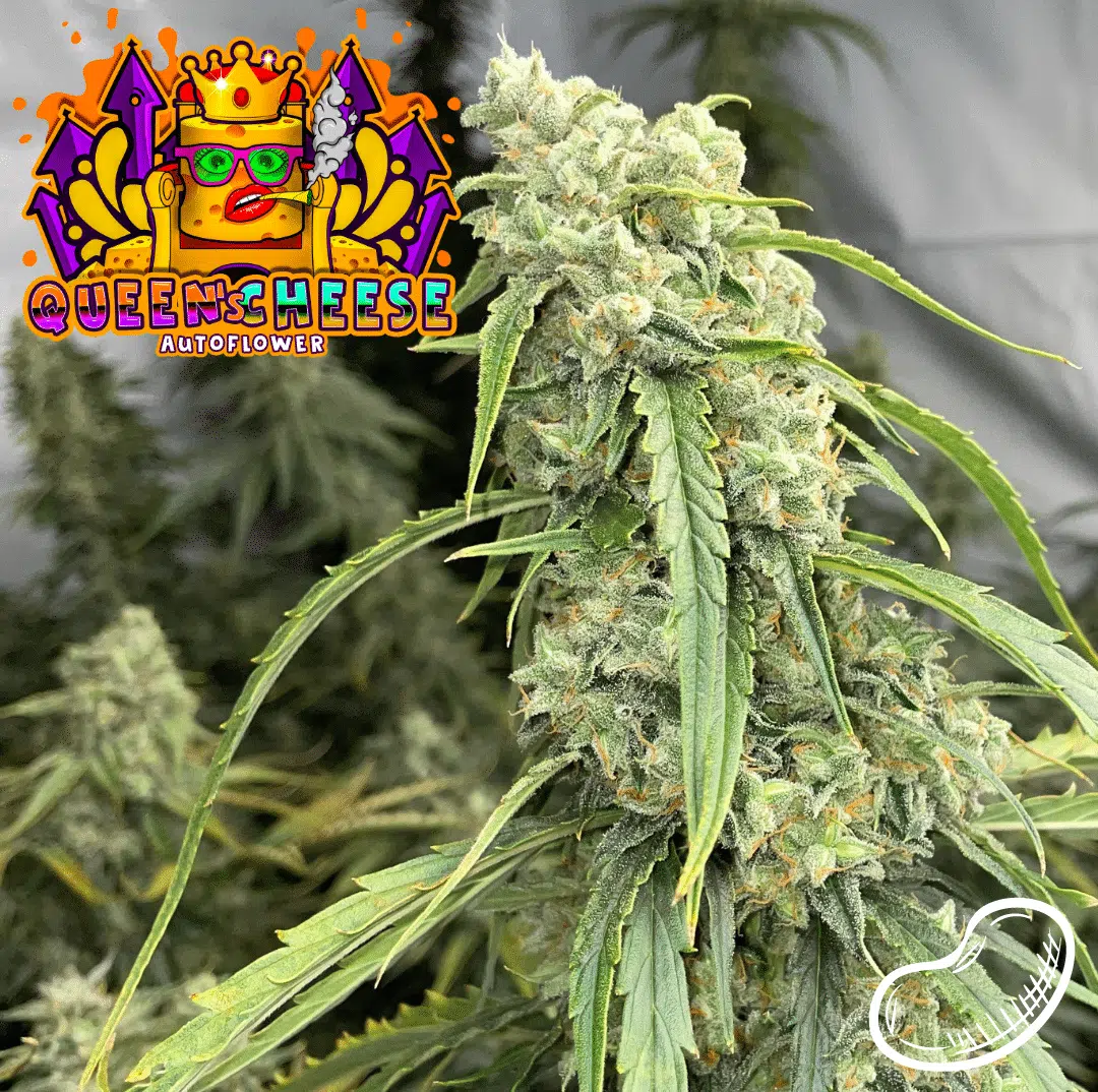 Queens Cheese Auto | Butter Bean Birdseed | FEM Autoflower Seeds