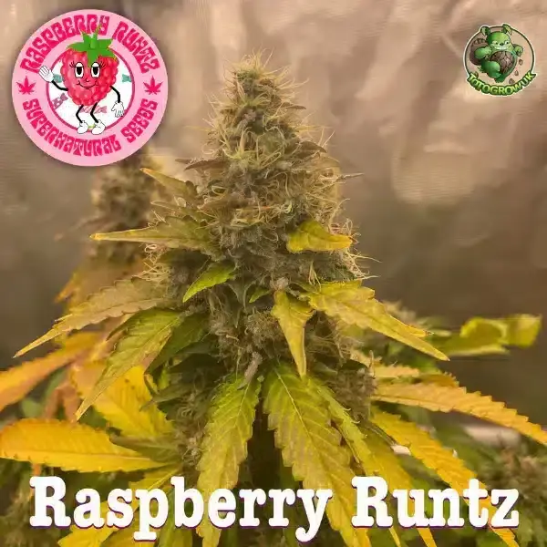 Supernatural Seeds – Raspberry Runtz Strain – Fem Photo