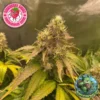 Supernatural Seeds – Raspberry Runtz Strain – Fem Photo - Image 2